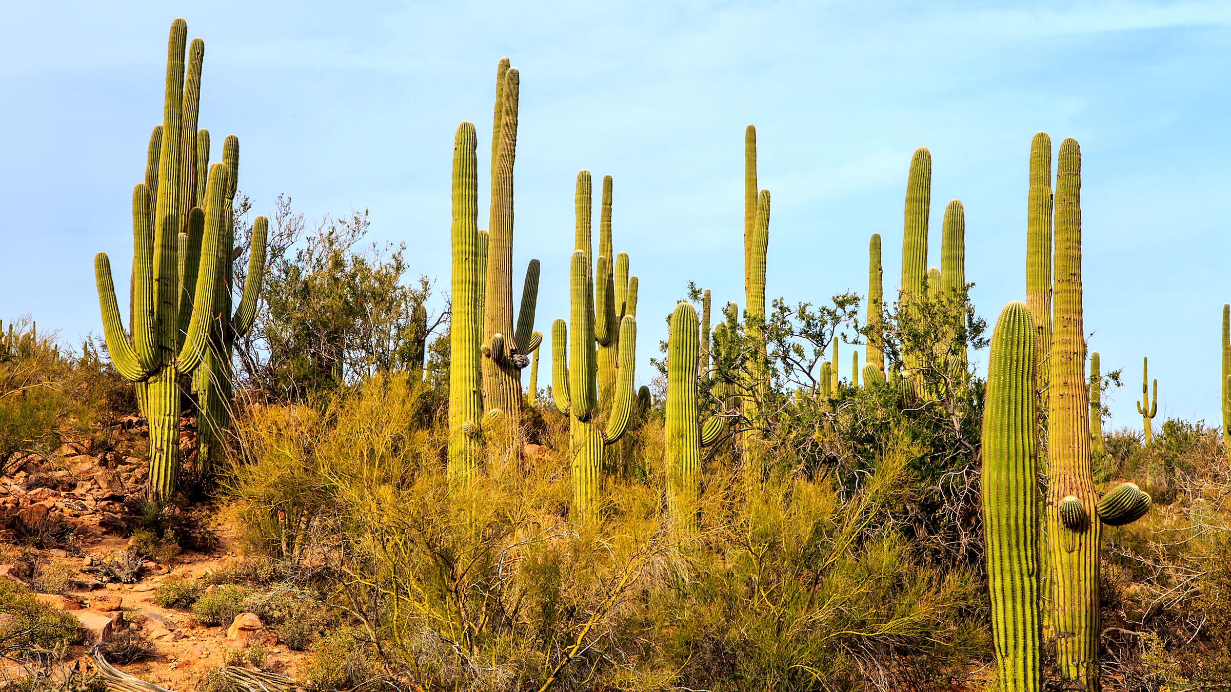 Trail and landscape conditions in Saguaro National Park