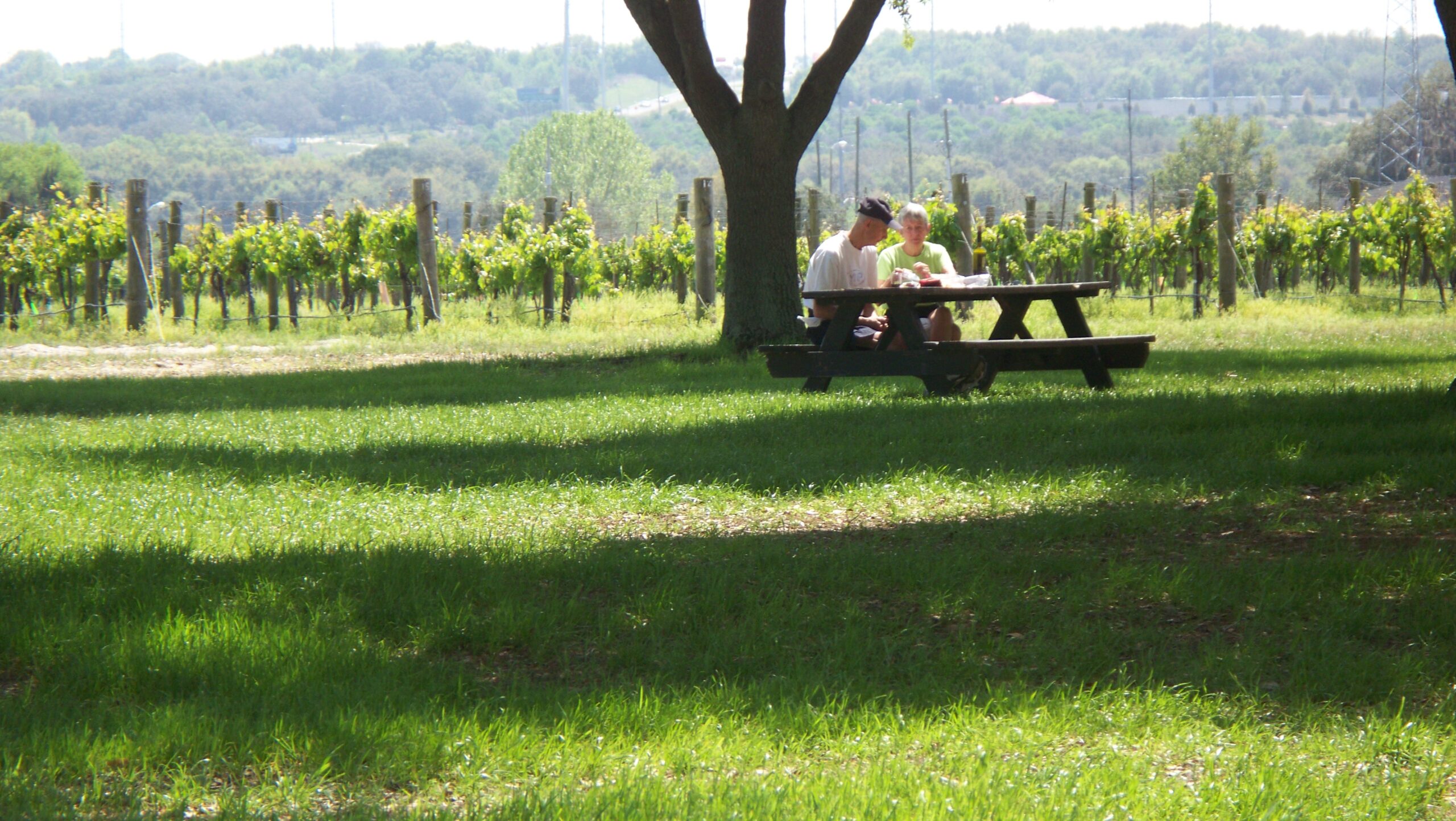 Vineyard grounds at Lakeridge Winery in Clermont Florida