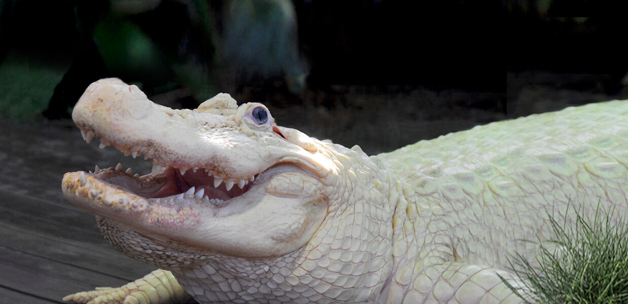 White alligator at Gatorland near Kissimmee