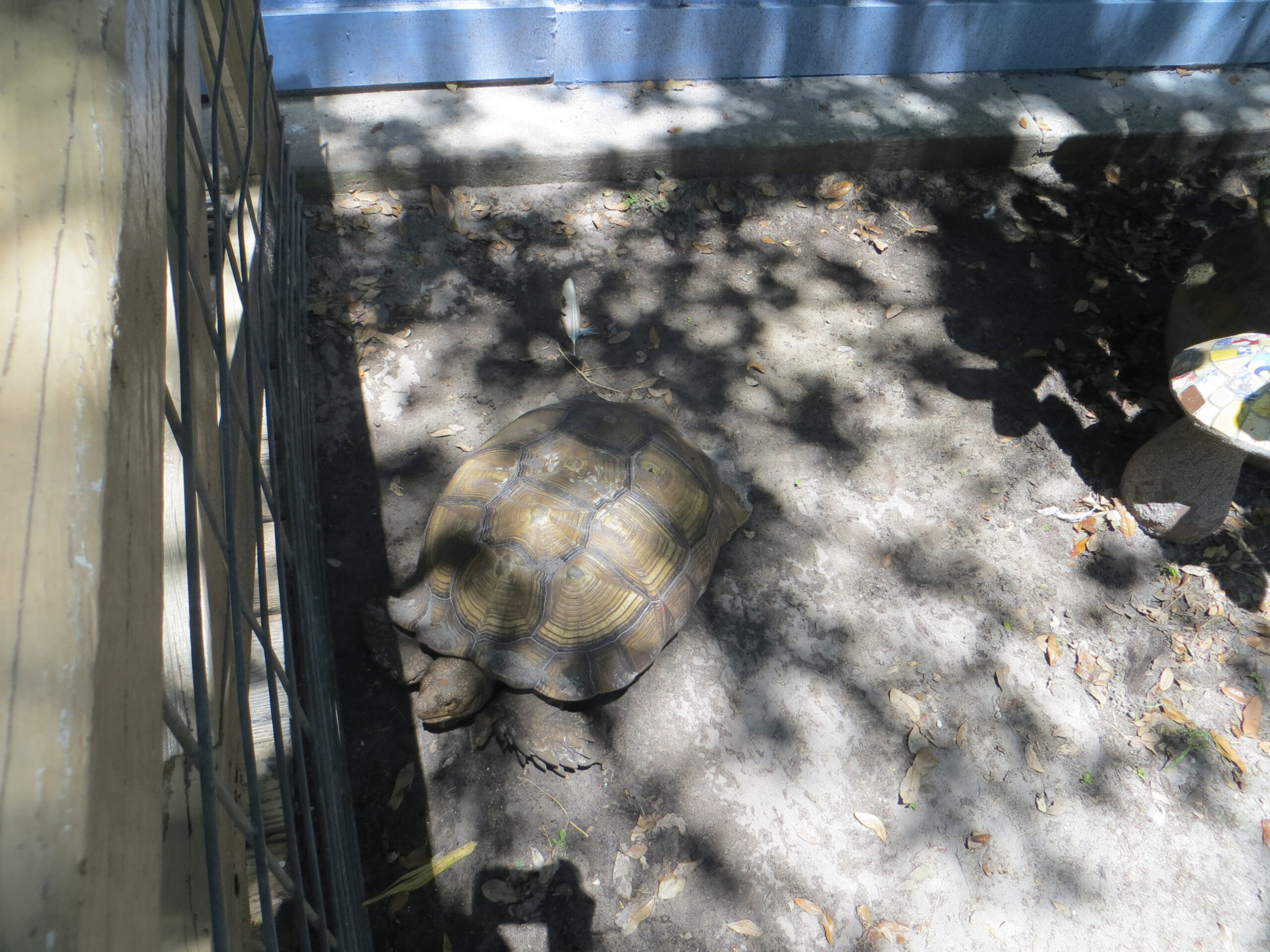 Tortoise at Green Meadows Petting Farm in Florida