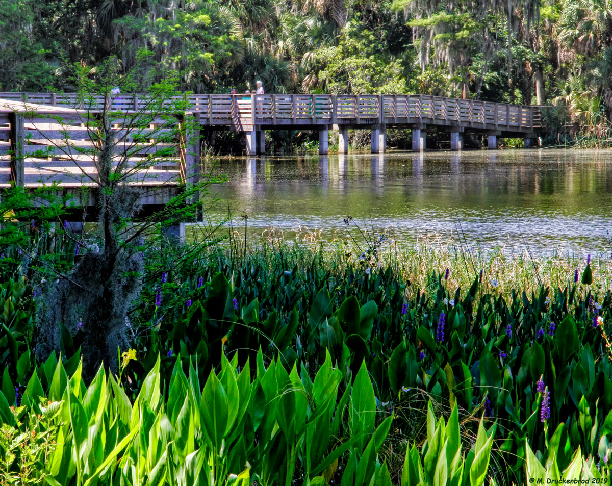 Boardwalk through Palm Island Park in Mount Dora