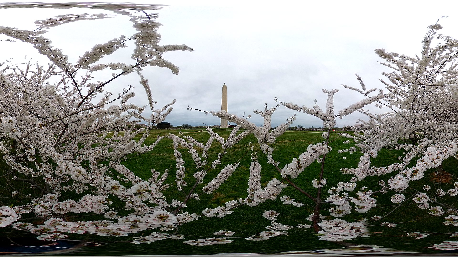 Washington Monument primary landscape
