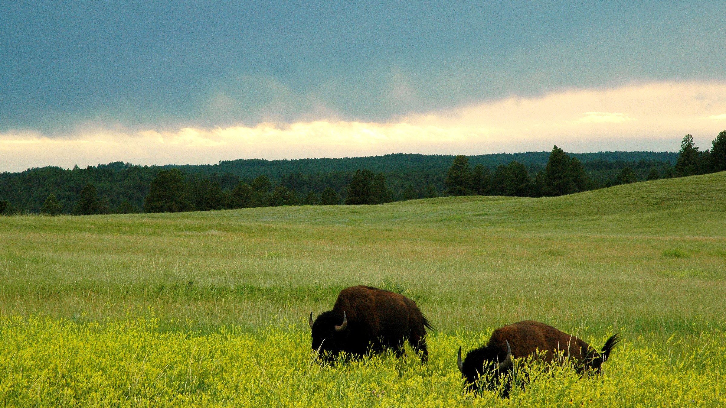 Prairie loop in Wind Cave National Park