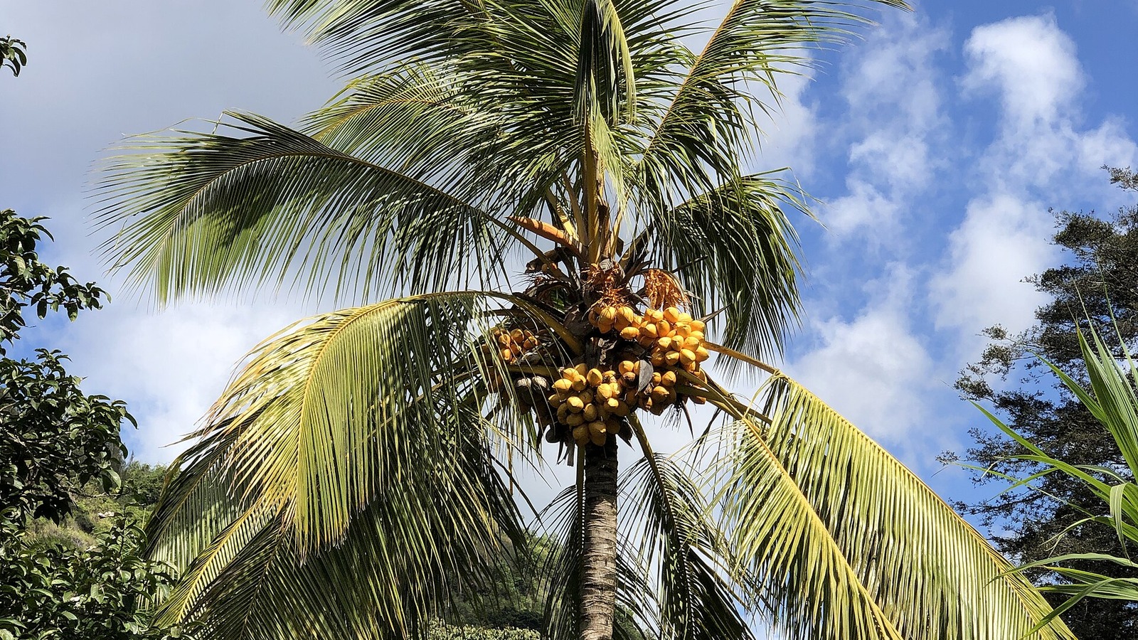 Coconut palm with orange fruit along the trail to Waihi Falls inside Waimea Valley on Oahu under a bright sky