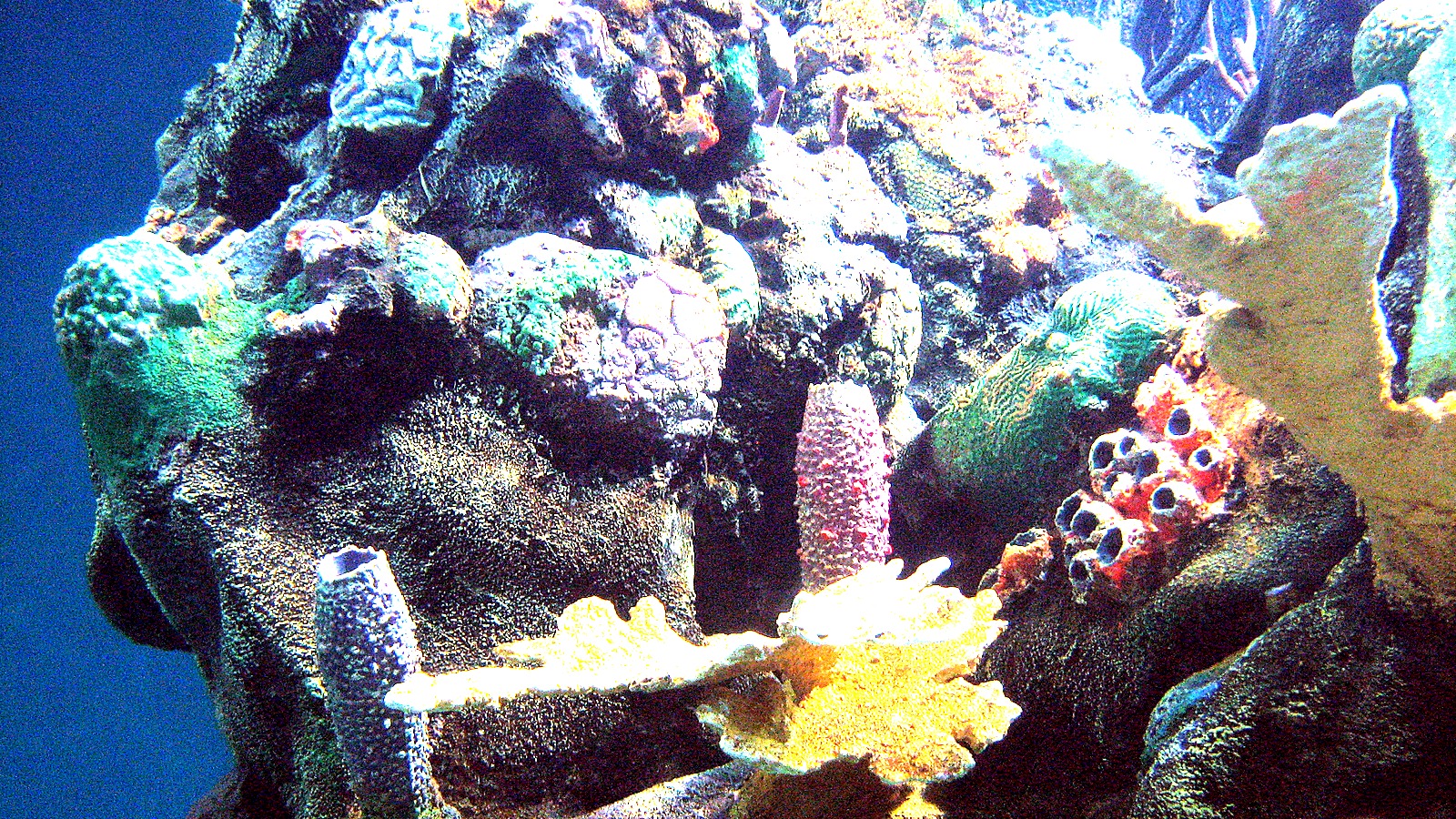 Living coral reef habitat inside The Seas pavilion at EPCOT