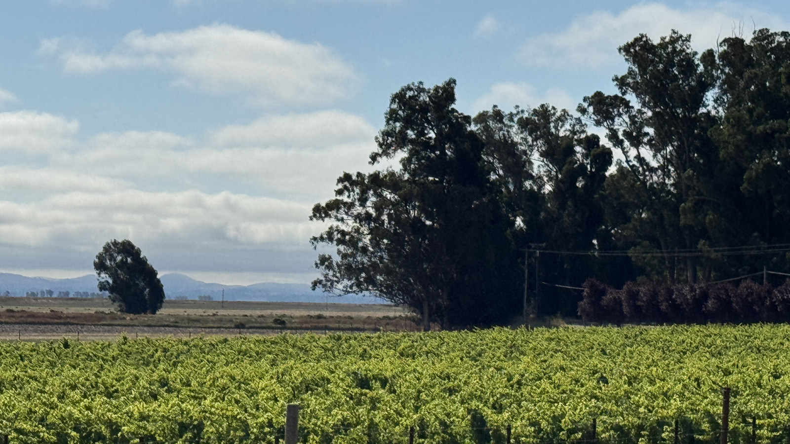 Vineyard beside Highway 12 in Sonoma, California
