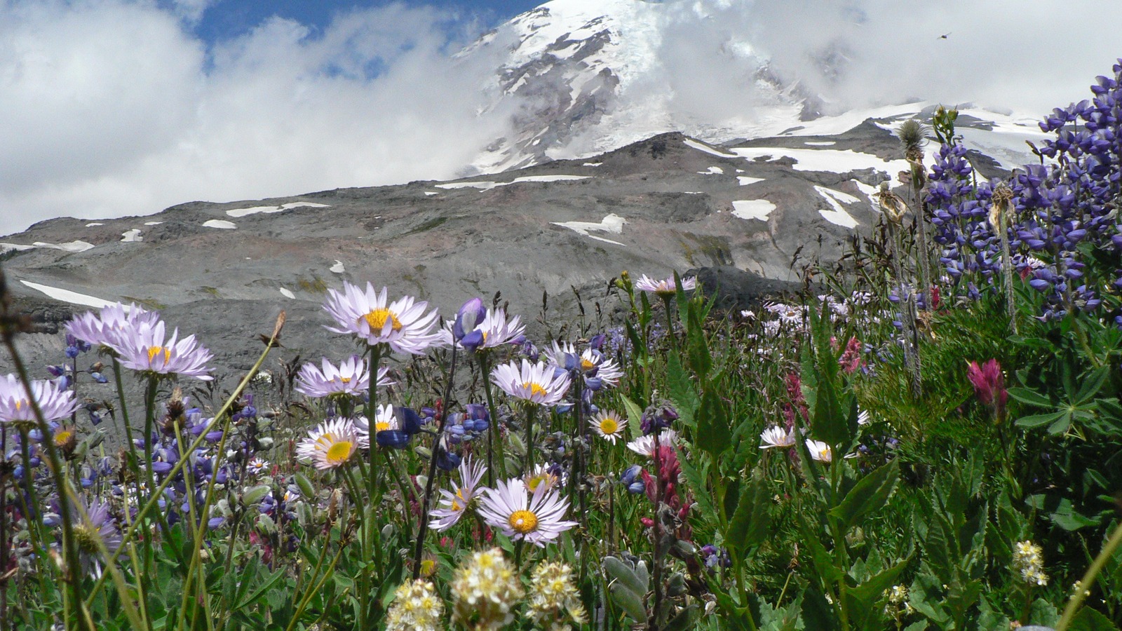 Mount Rainier rises above a wildflower meadow at Paradise in Mount Rainier National Park