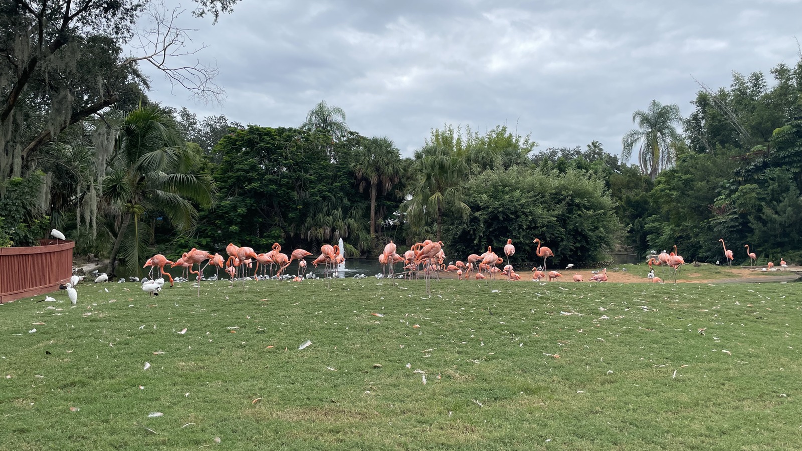 Pink flamingos standing in a daytime habitat pool at Busch Gardens Tampa Bay
