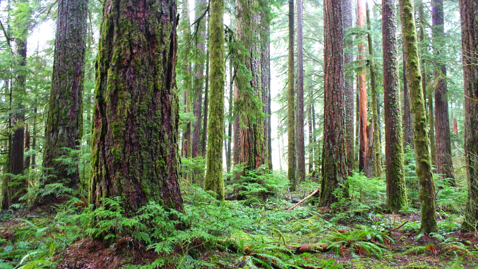 South Fork Skokomish River Trail in Olympic National Forest Washington