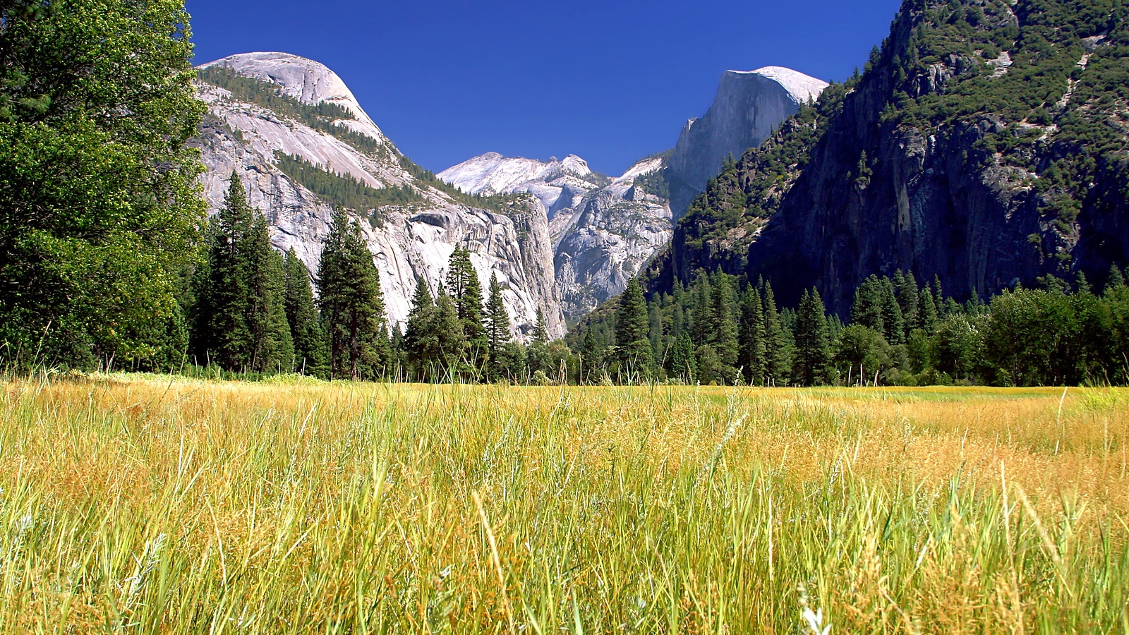 Yosemite Valley meadow with Half Dome and granite cliffs under a blue sky