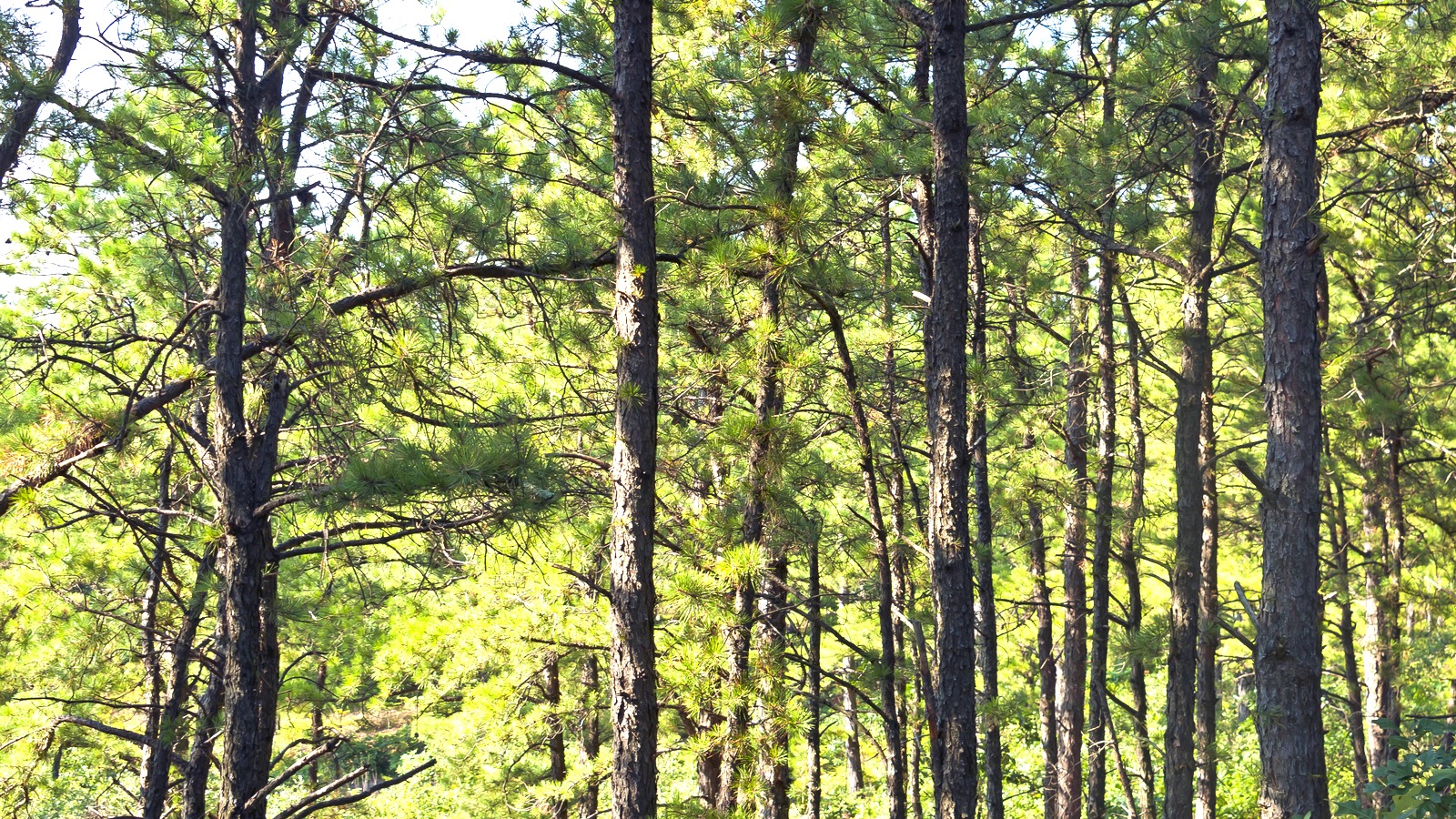 Pines in Albany Pine Bush Preserve