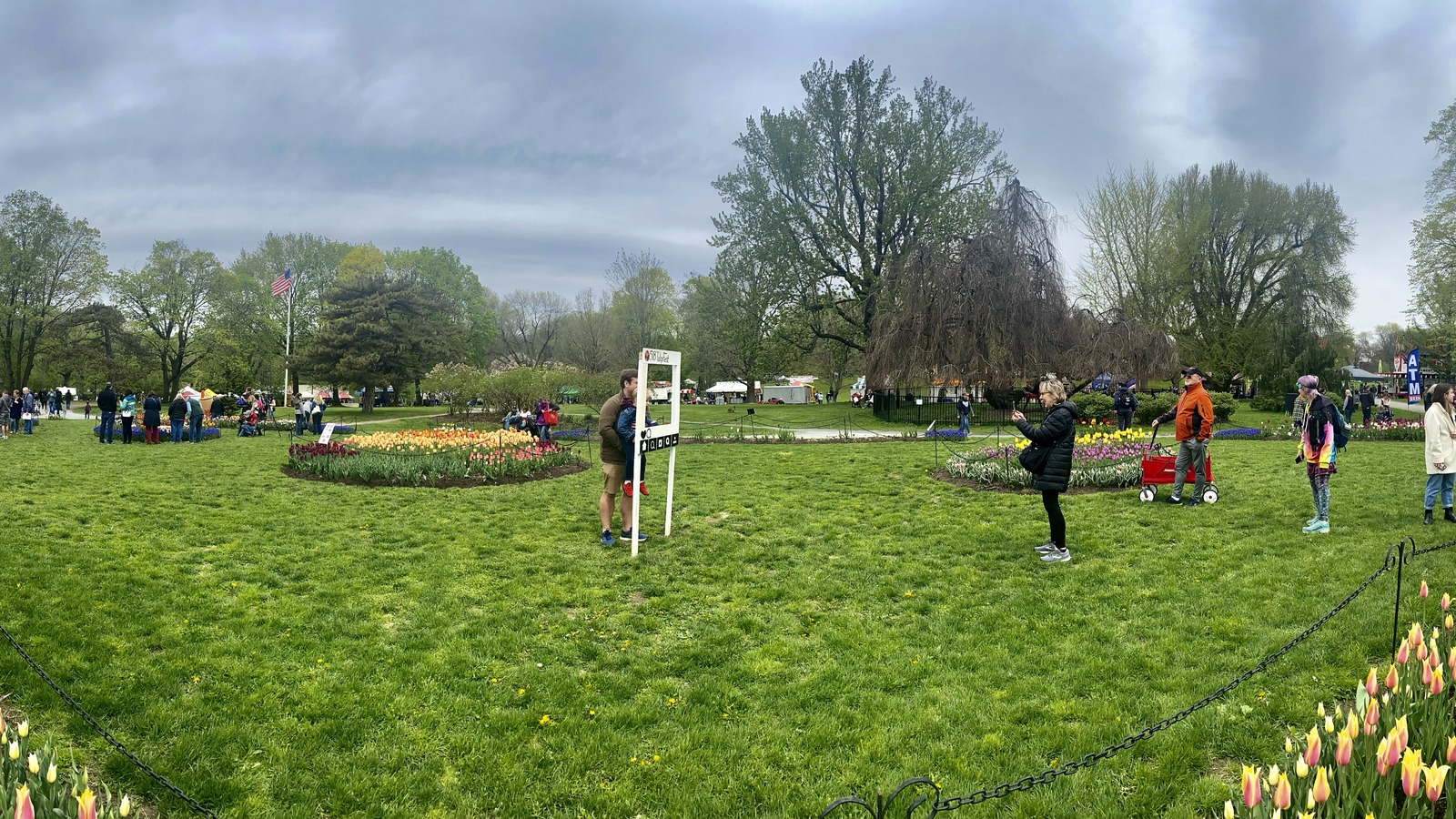 Tulips in Washington Park during Albany Tulip Festival