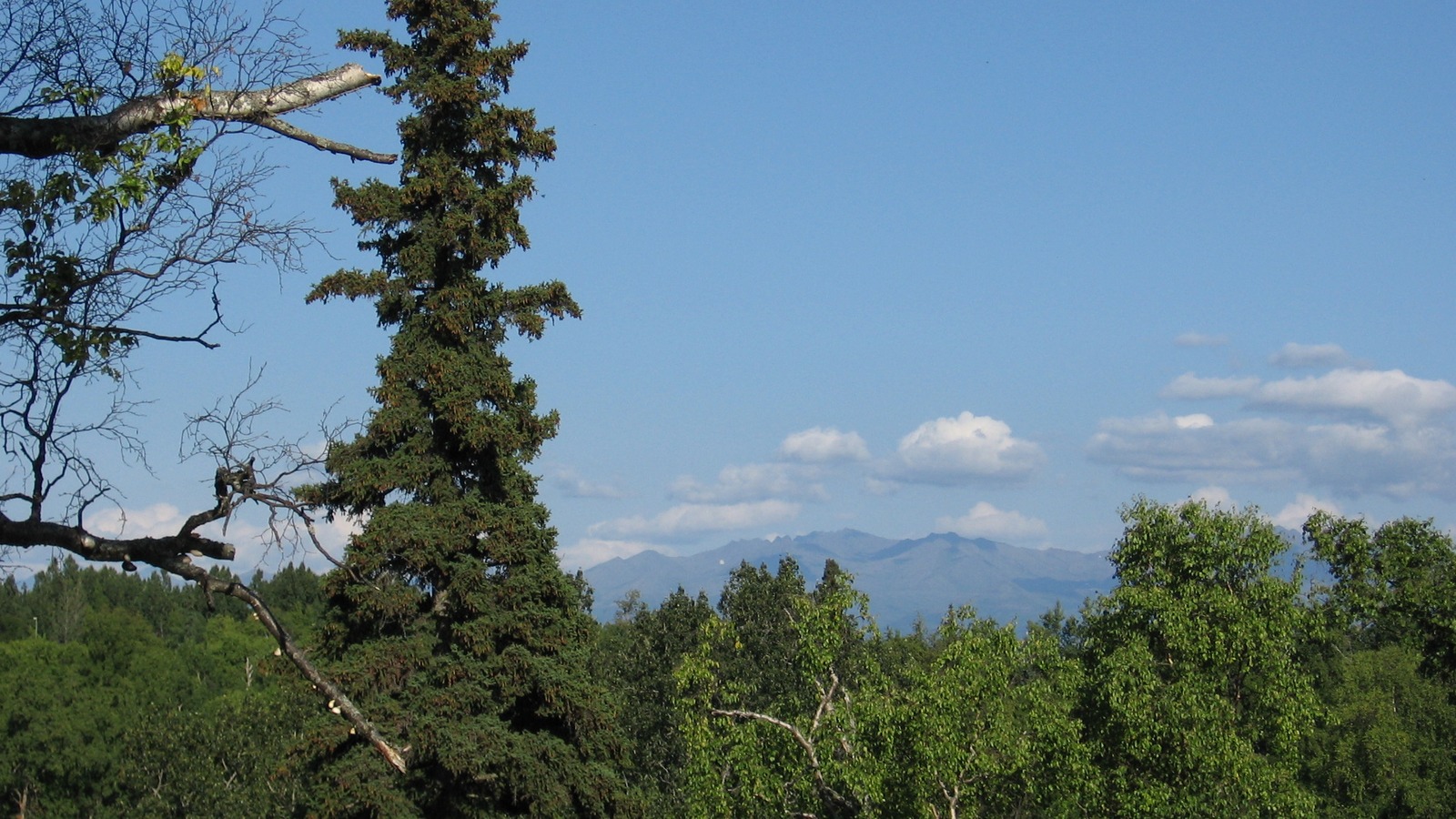 Kincaid Park landscape in Anchorage