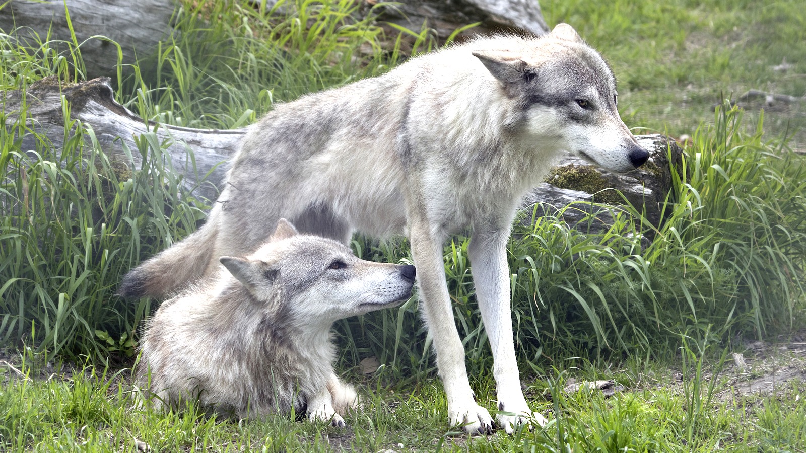 Wolf at Alaska Wildlife Conservation Center