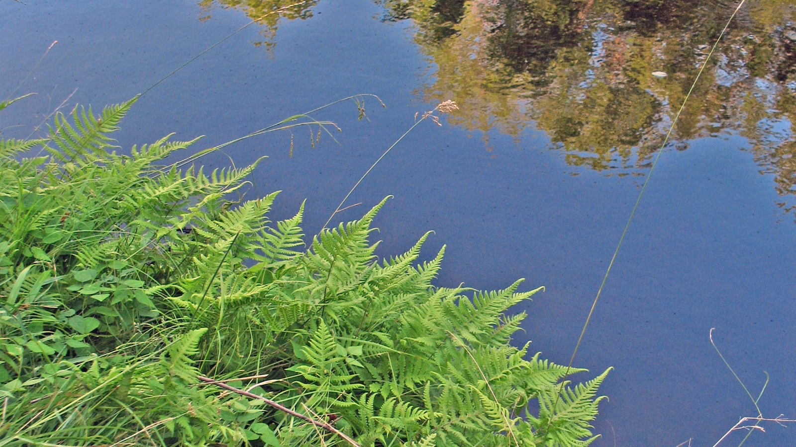 Water and forest at Brunet Island State Park
