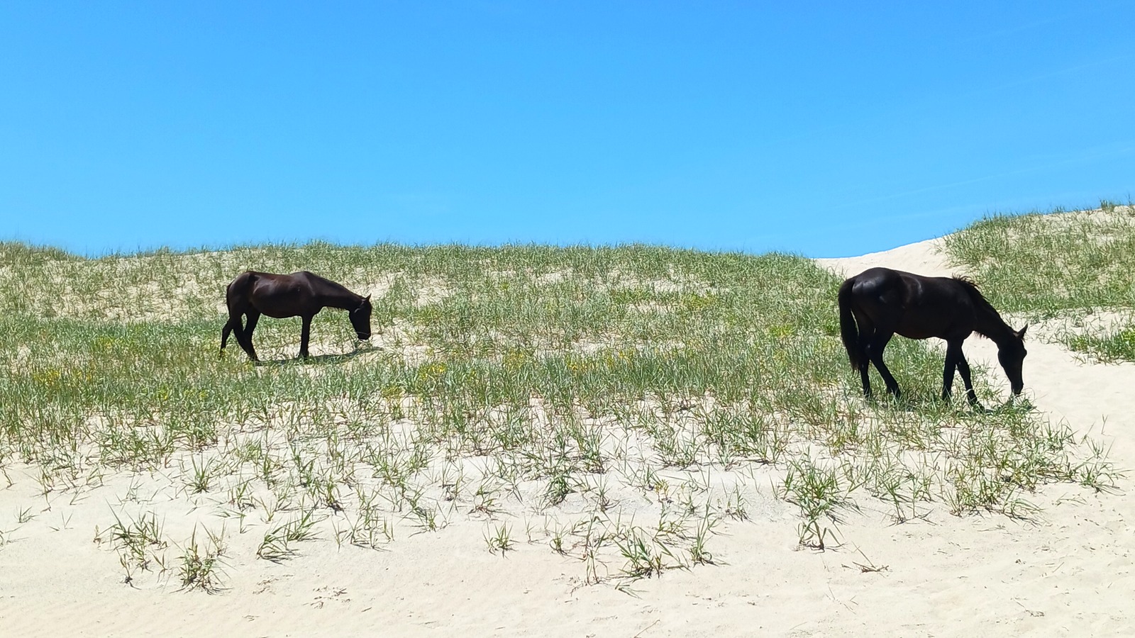 Wild horses on the Corolla beach
