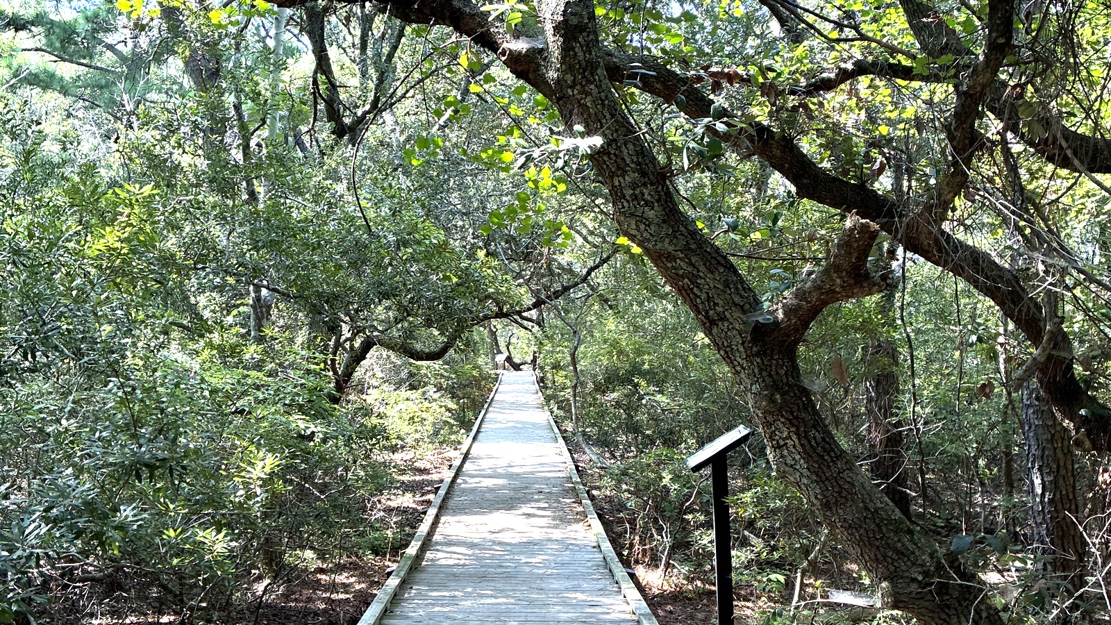 Boardwalk through Currituck Banks Reserve