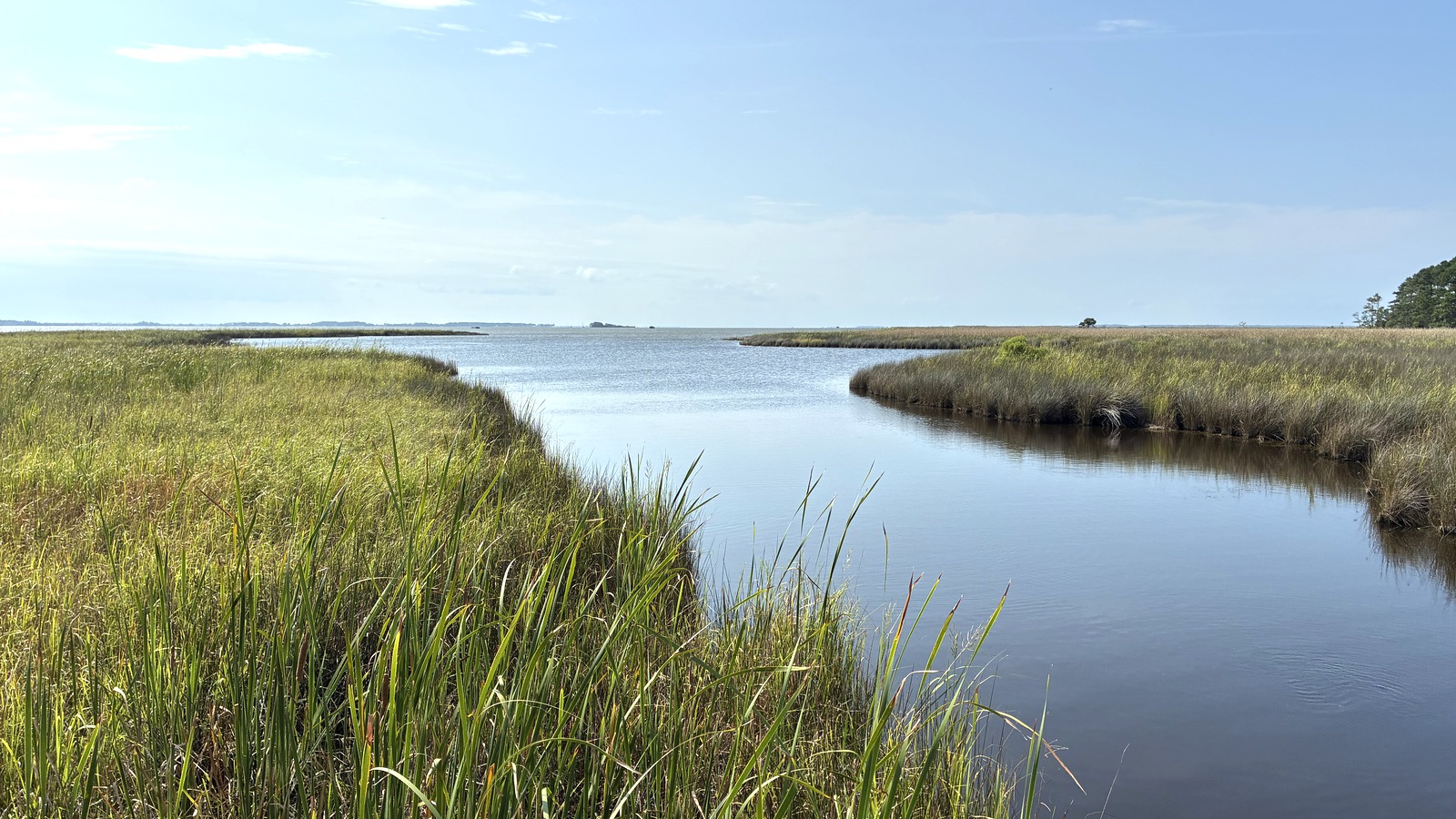 Maritime forest and marsh at Currituck Banks Reserve