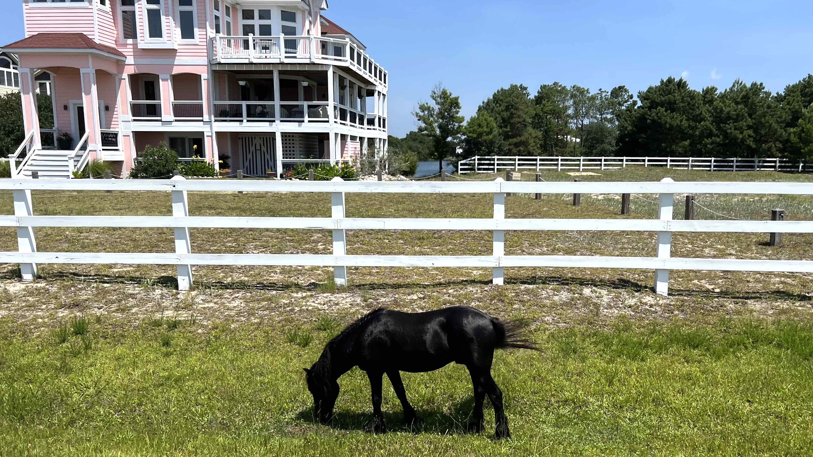 Wild horse on the Carova beach