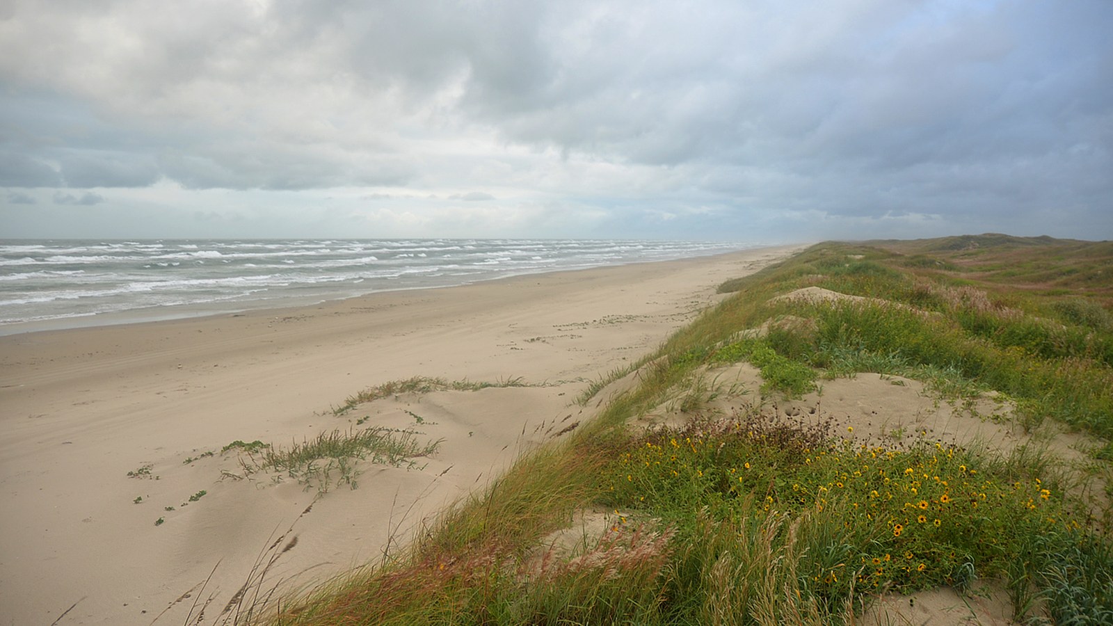 Sand dunes with grass and yellow wildflowers above an empty beach at Padre Island National Seashore in Texas, with surf running to the horizon