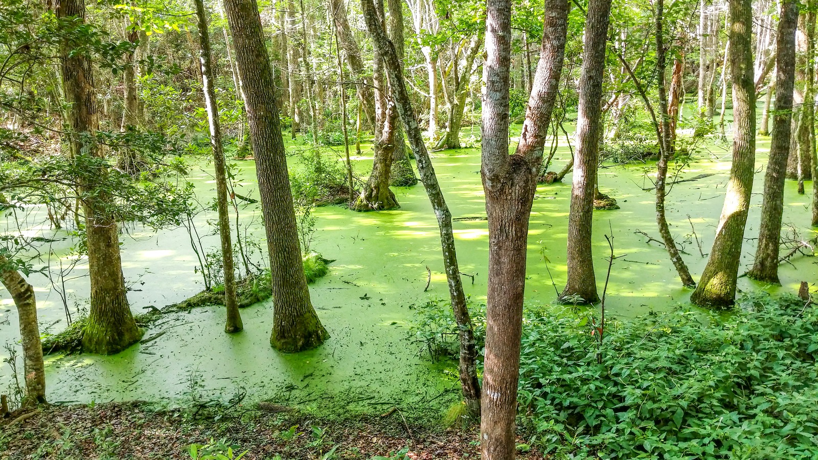 Wetland forest in Emerald Isle Woods Park