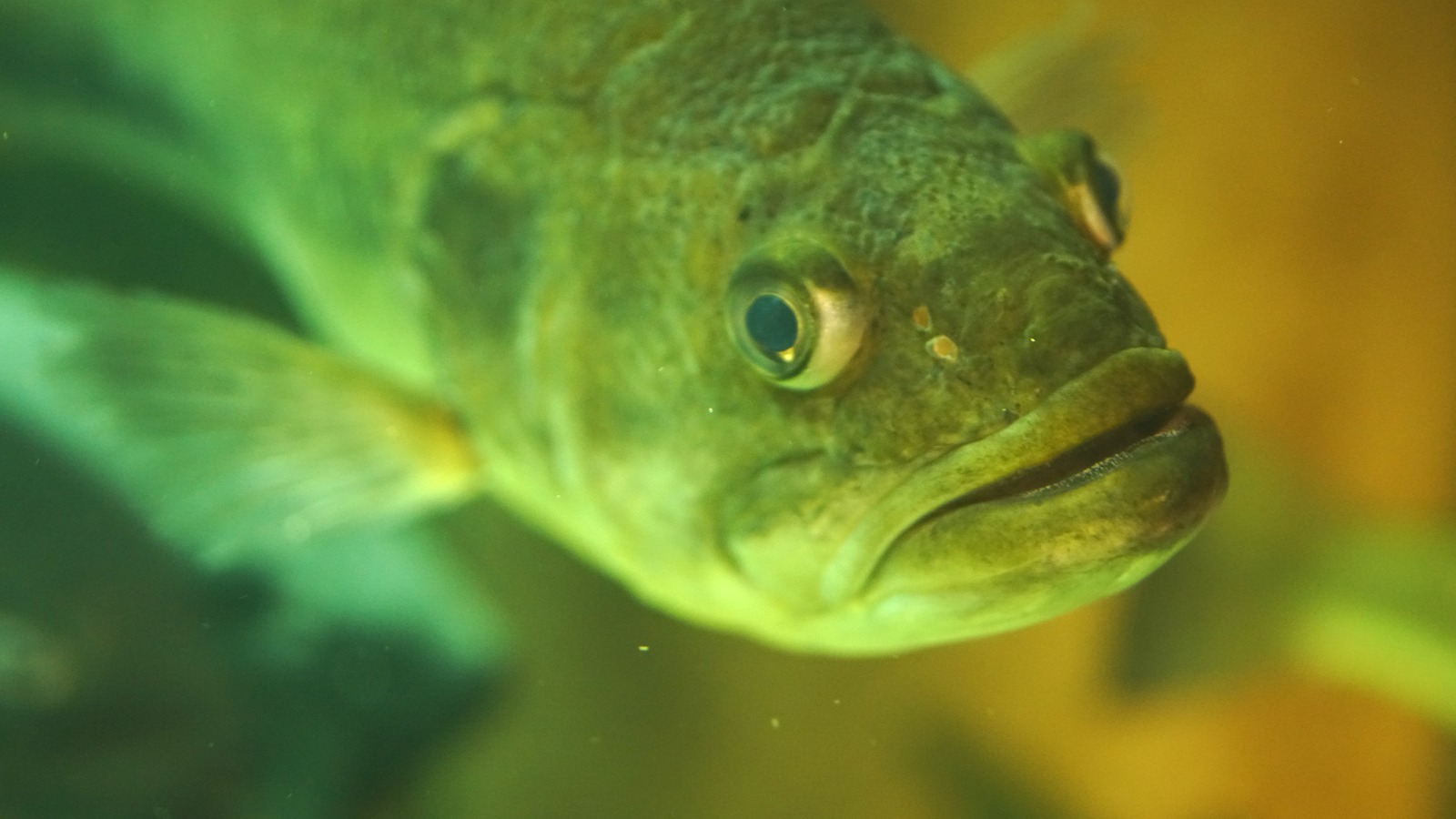 Fish exhibit at the North Carolina Aquarium at Pine Knoll Shores