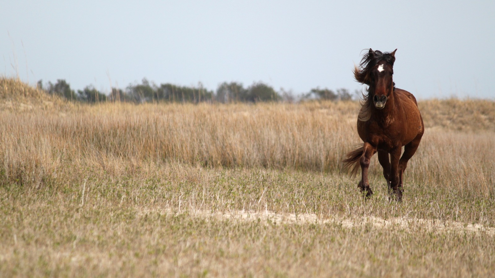 Wild horse on Shackleford Banks