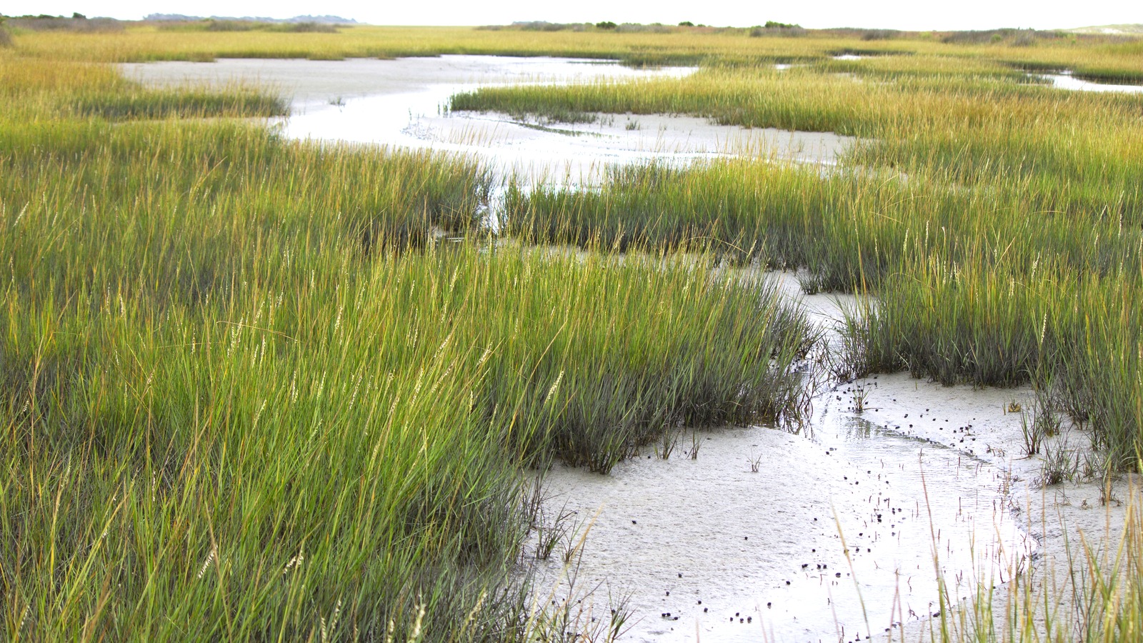 Salt marsh at the Rachel Carson Reserve