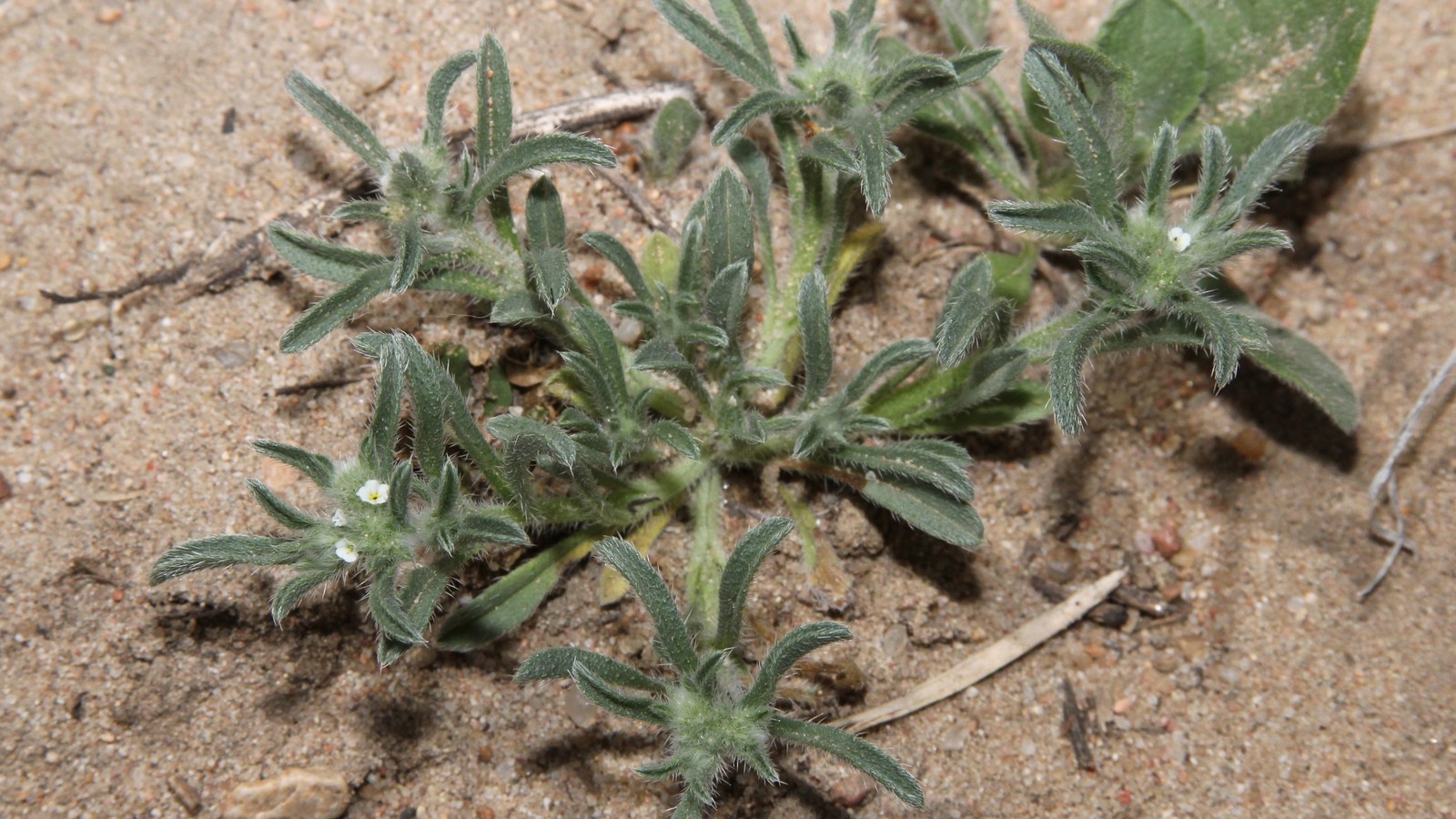 Little cryptantha photographed in Sandsage Bison Range prairie habitat