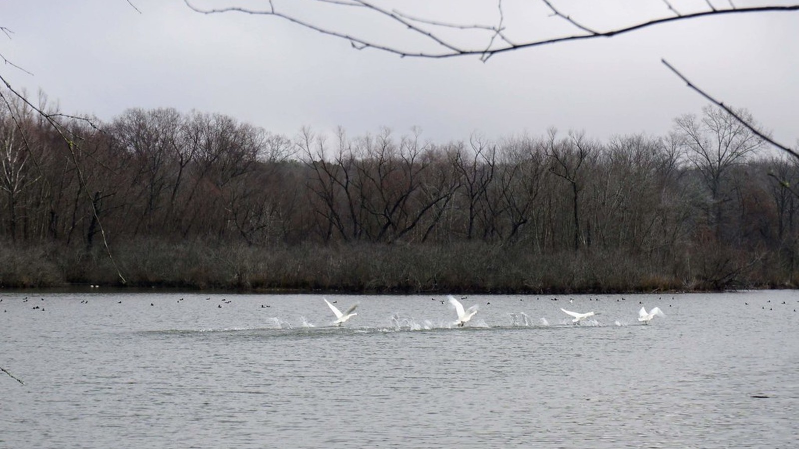 Trumpeter swans gathered on Magness Lake near Heber Springs