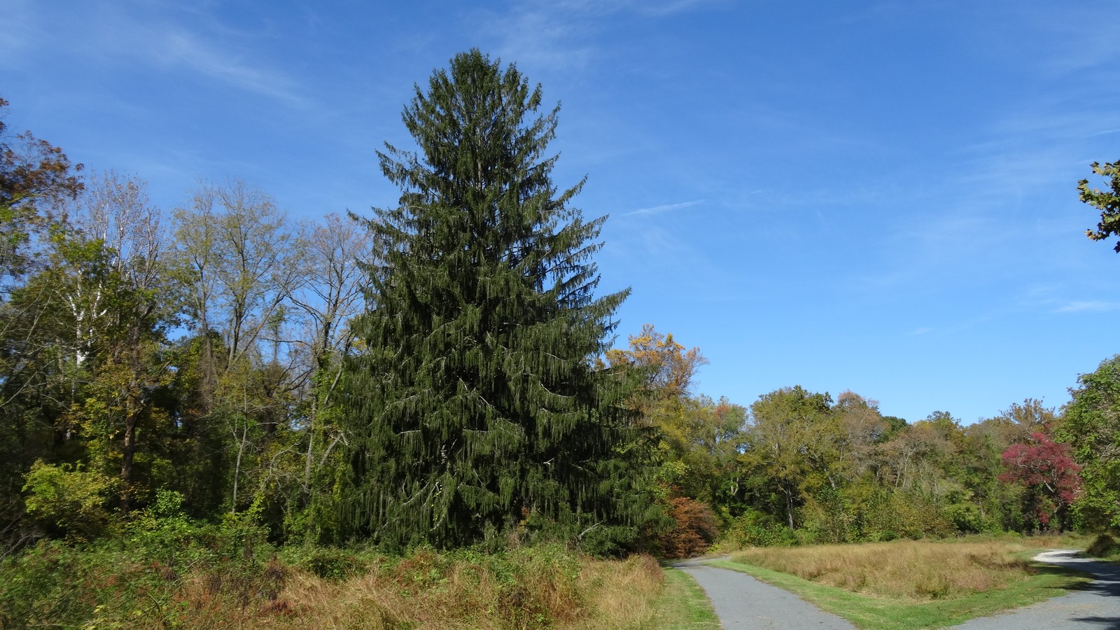 Wooded park route beside the historic trolley loop at Auburn Valley