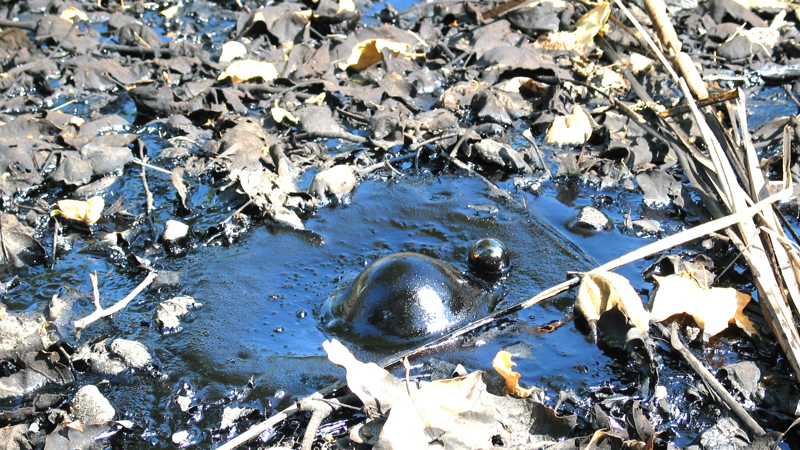 Active tar seep at La Brea Tar Pits in Los Angeles