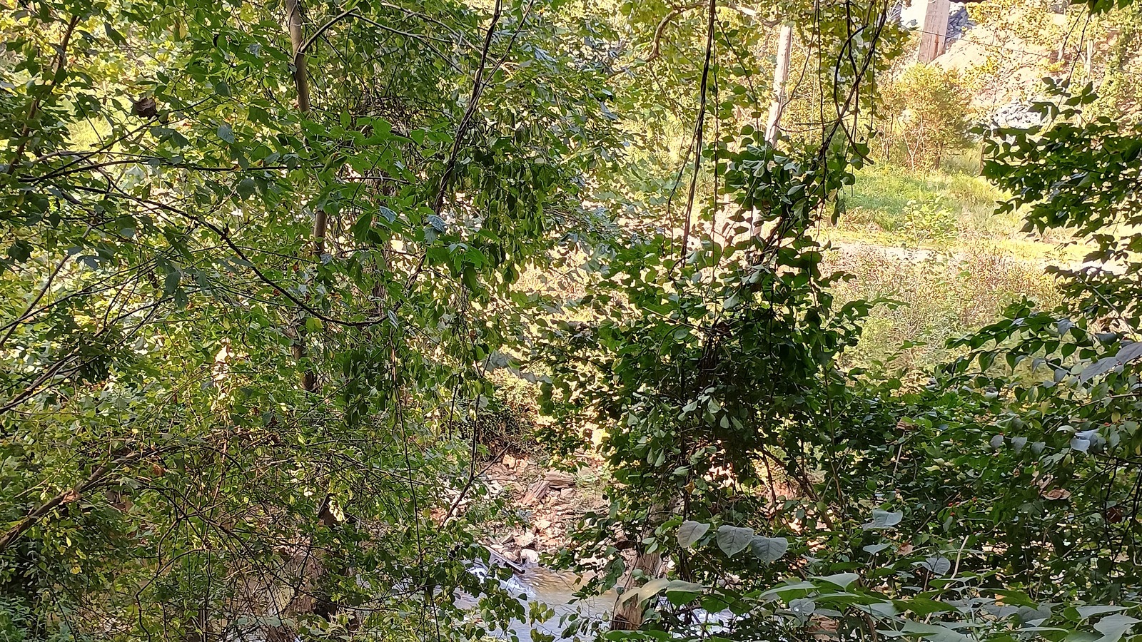 Blackwater Creek flowing through the wooded Blackwater Creek Trail corridor in Lynchburg