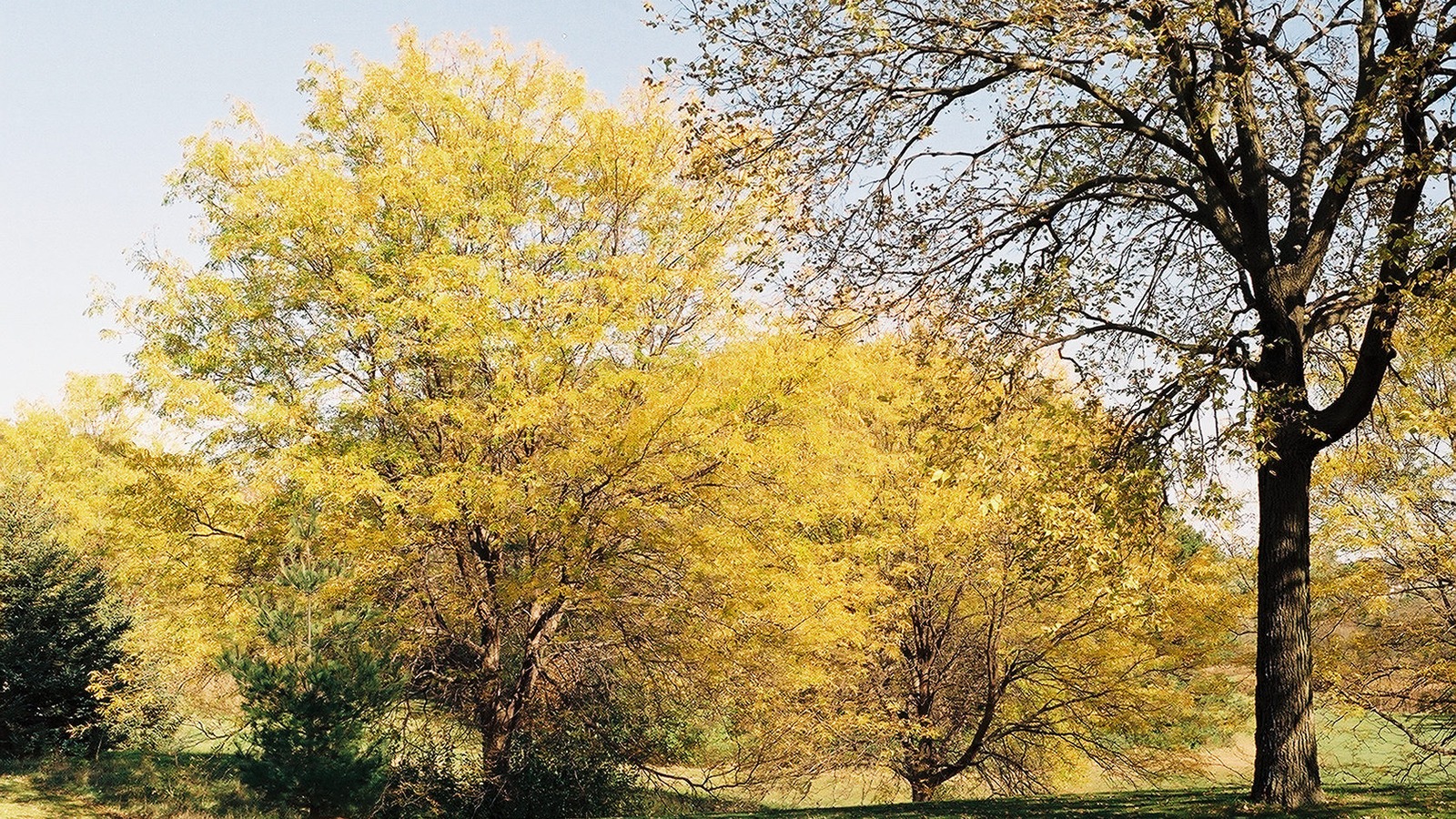 Trail and park landscape at Theodore Wirth Regional Park in Minneapolis