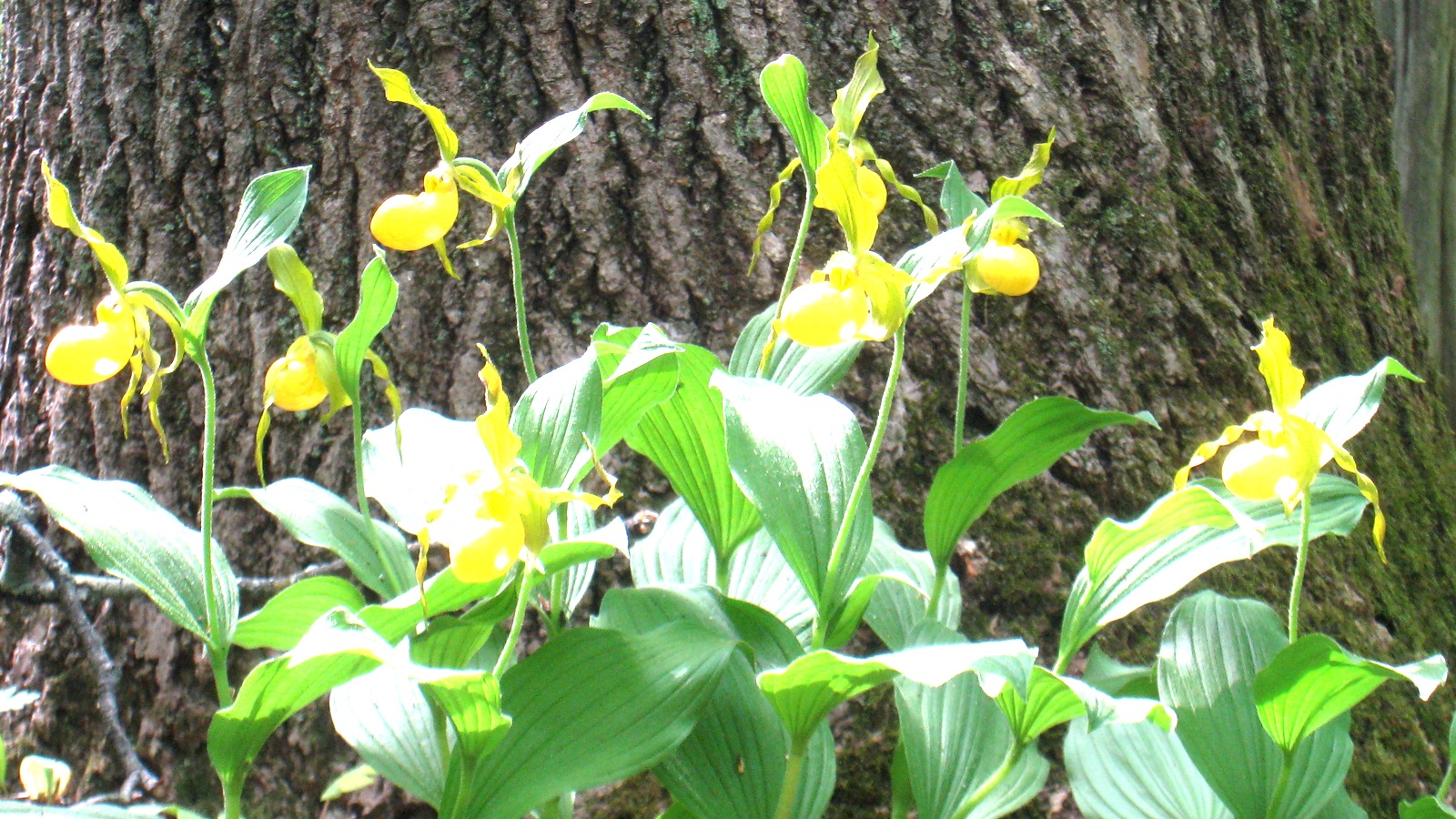 Yellow lady's slipper orchids at Bowman's Hill Wildflower Preserve