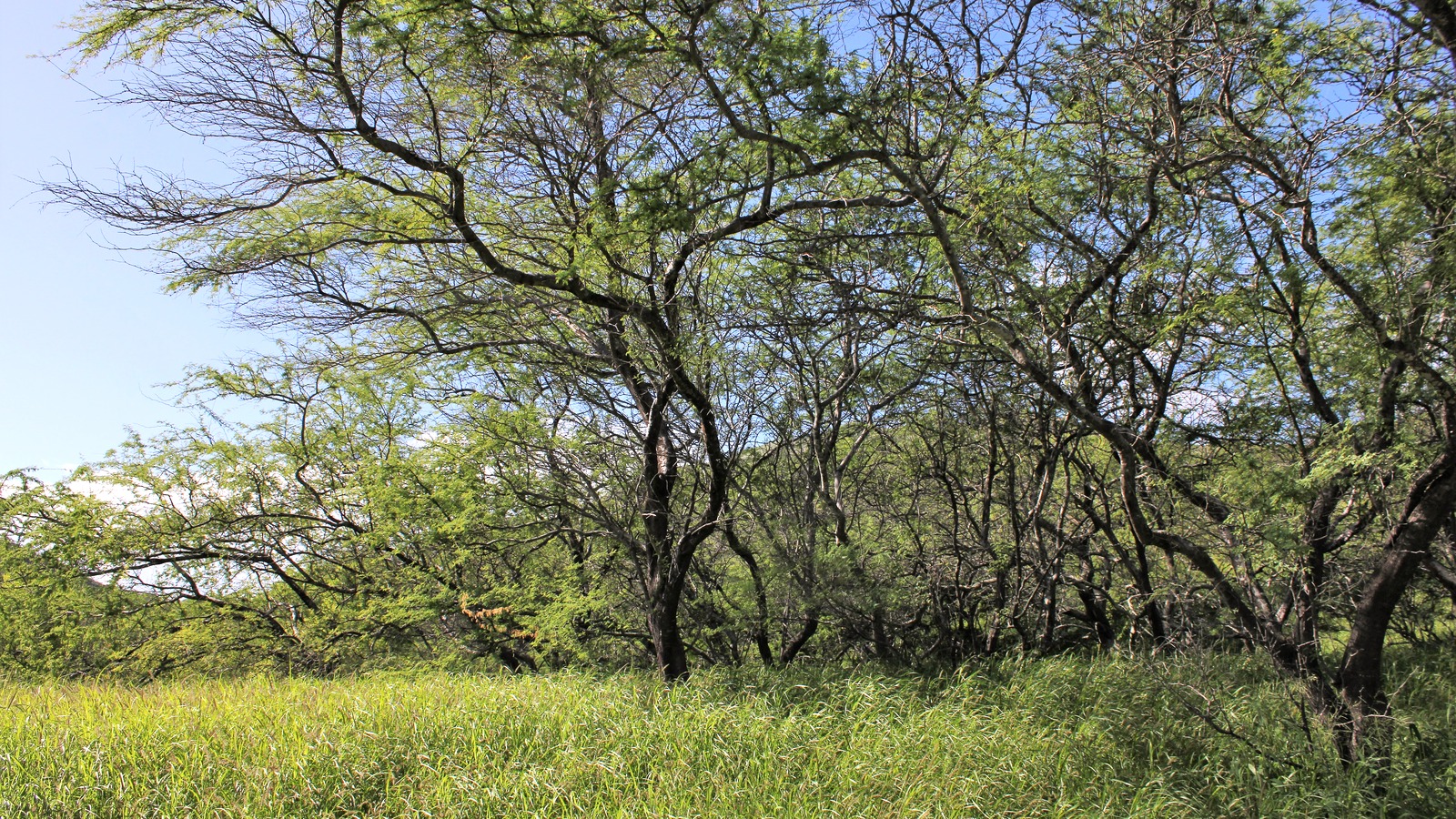 Interior of Diamond Head crater
