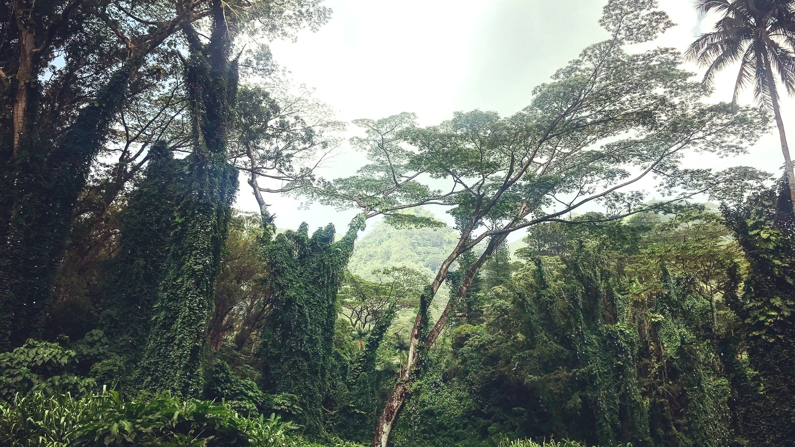 Rainforest path on Manoa Falls Trail