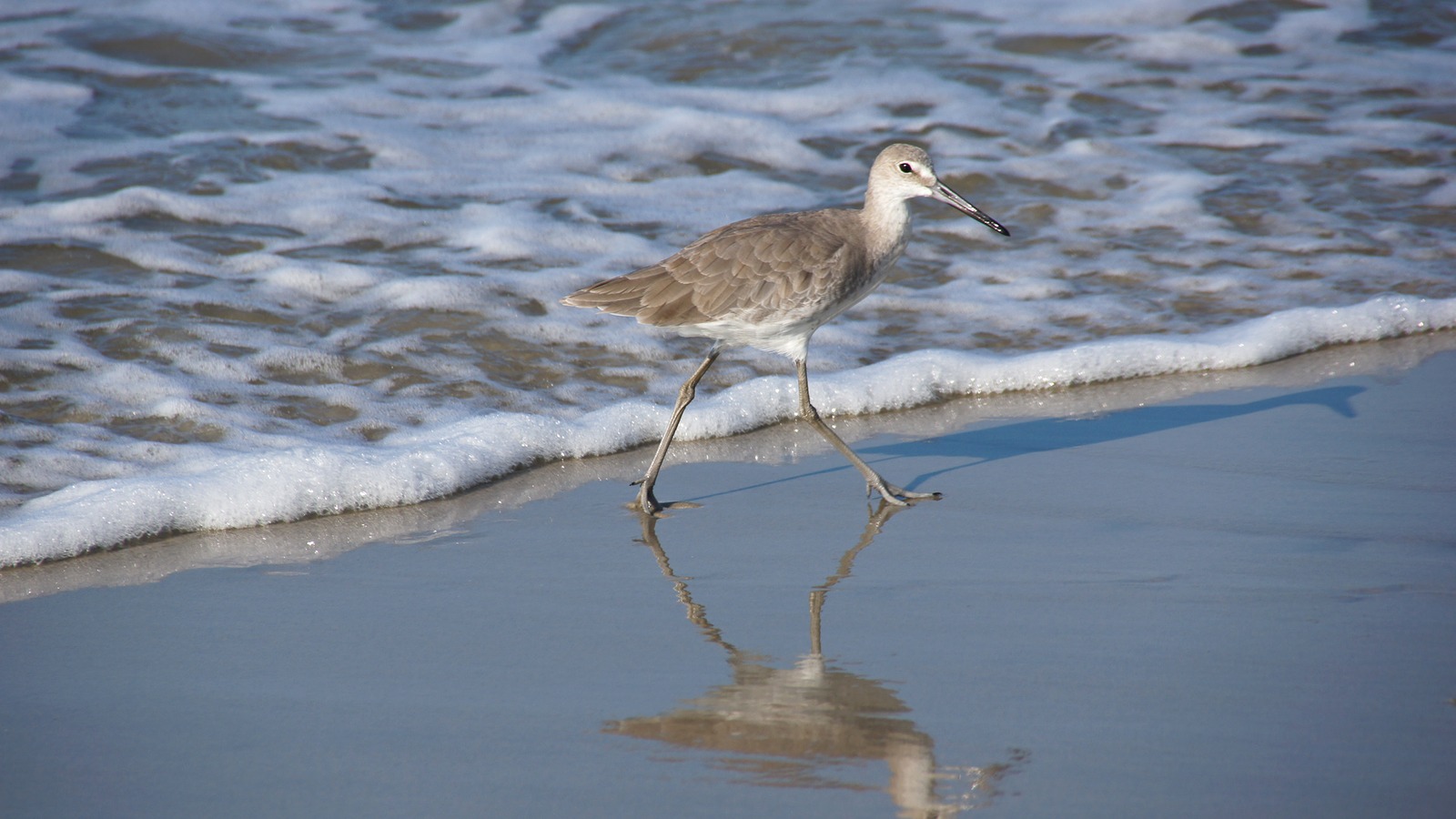 A willet feeding at the waterline on Oak Island