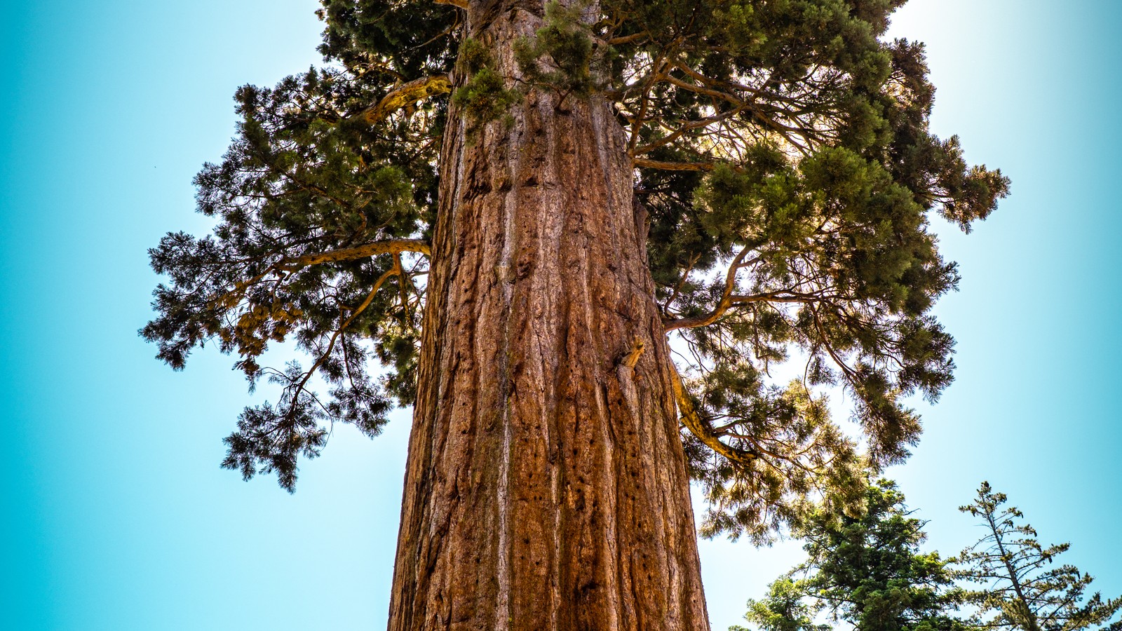 Bull Buck giant sequoia inside Nelder Grove