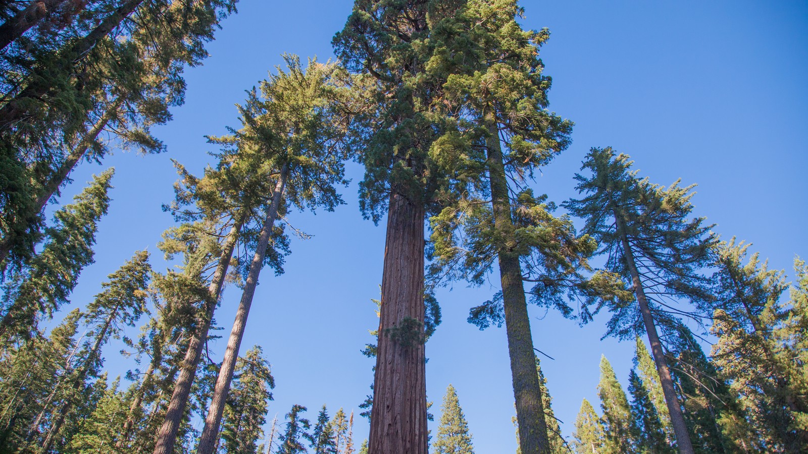 Giant sequoias and walking route in Mariposa Grove