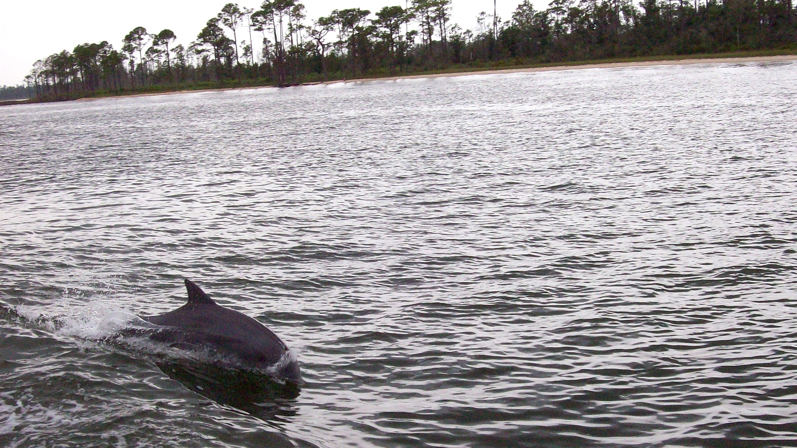 A bottlenose dolphin surfacing in Perdido Bay