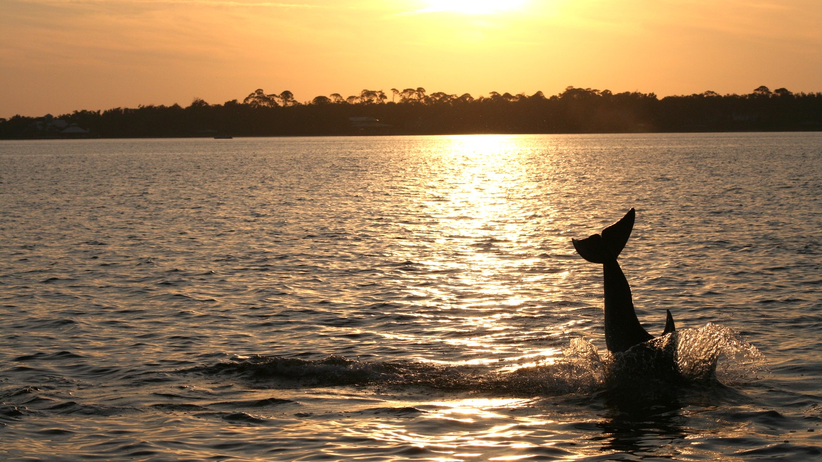 Dolphins surfacing at sunset during an Orange Beach sightseeing cruise