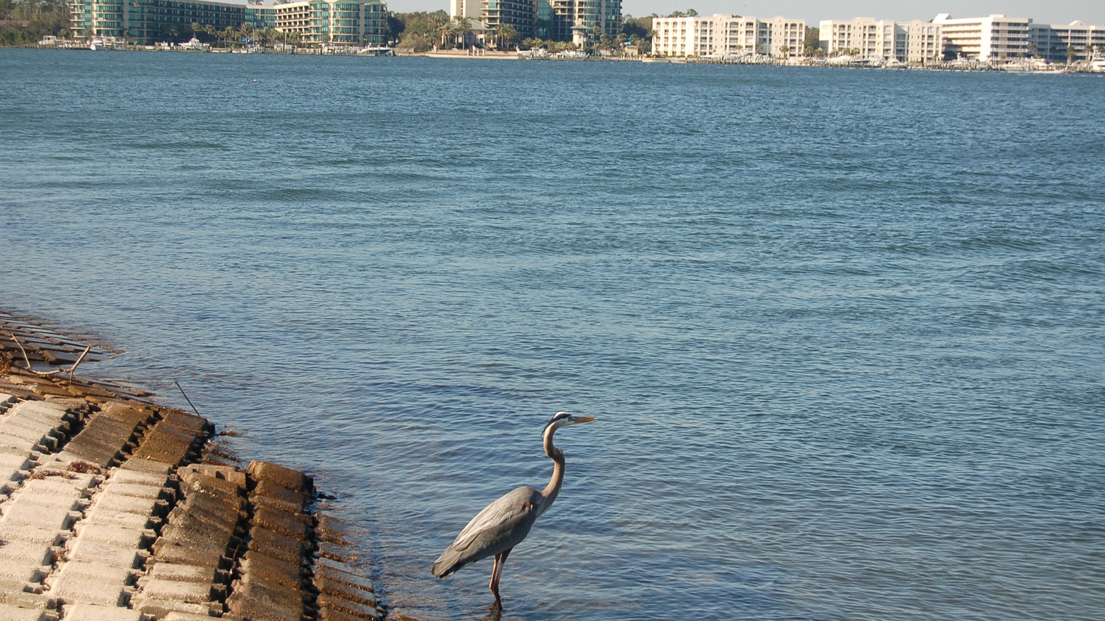 A heron wading in Orange Beach