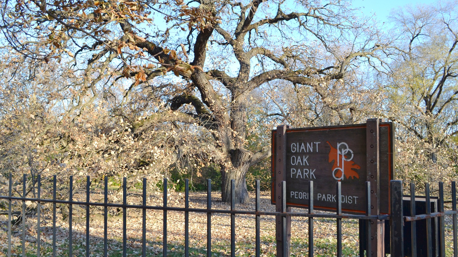 Giant Oak Park and its historic burr oak