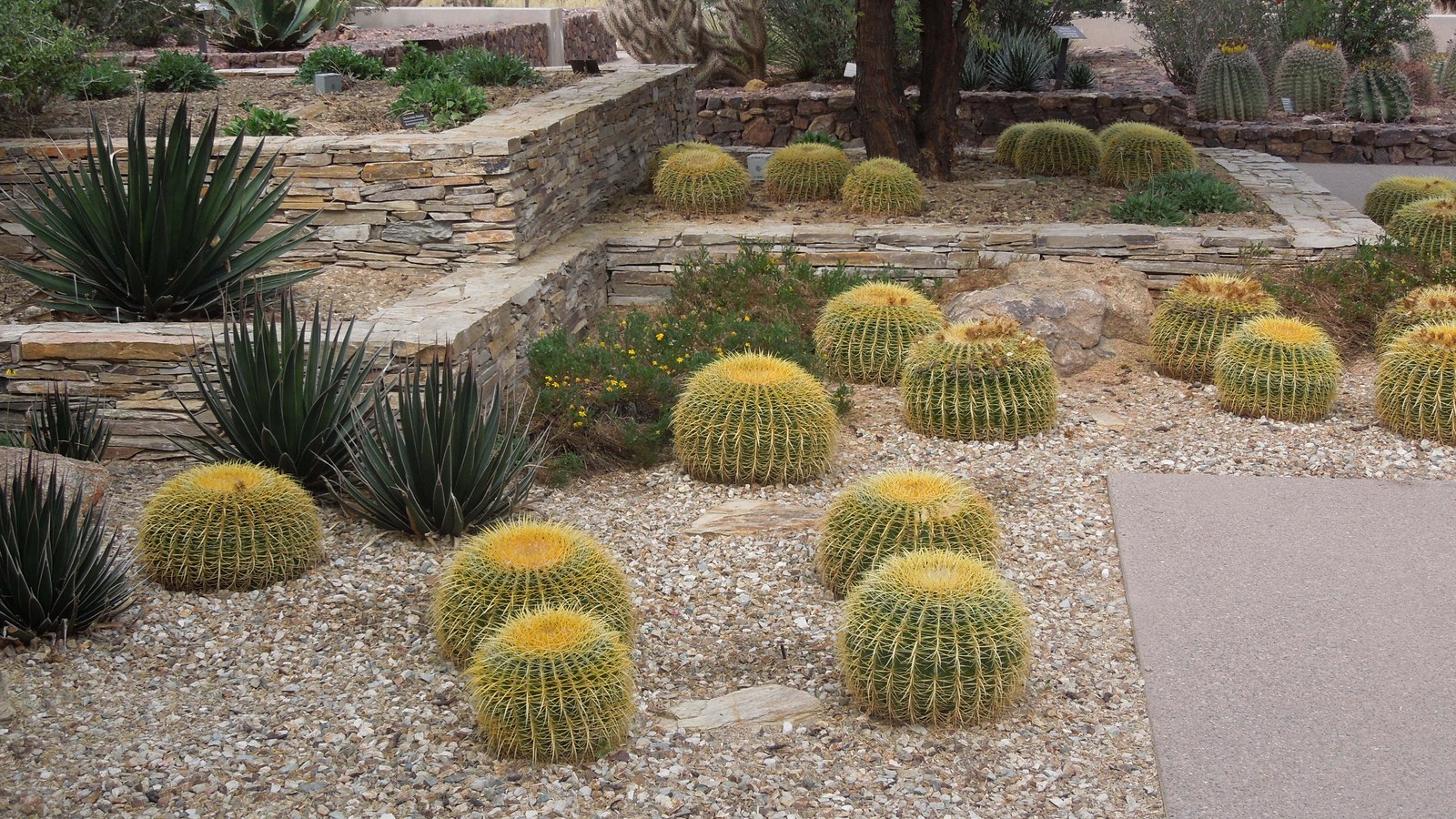 Golden barrel cacti and agave on a gravel terrace at the Desert Botanical Garden in Phoenix under bright desert light