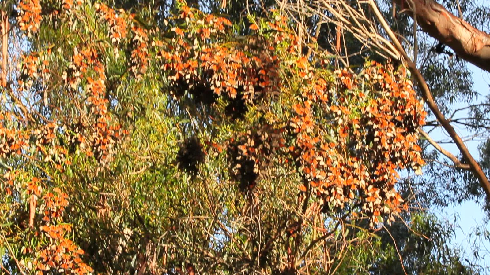 Western monarch butterflies overwintering in Pismo Beach