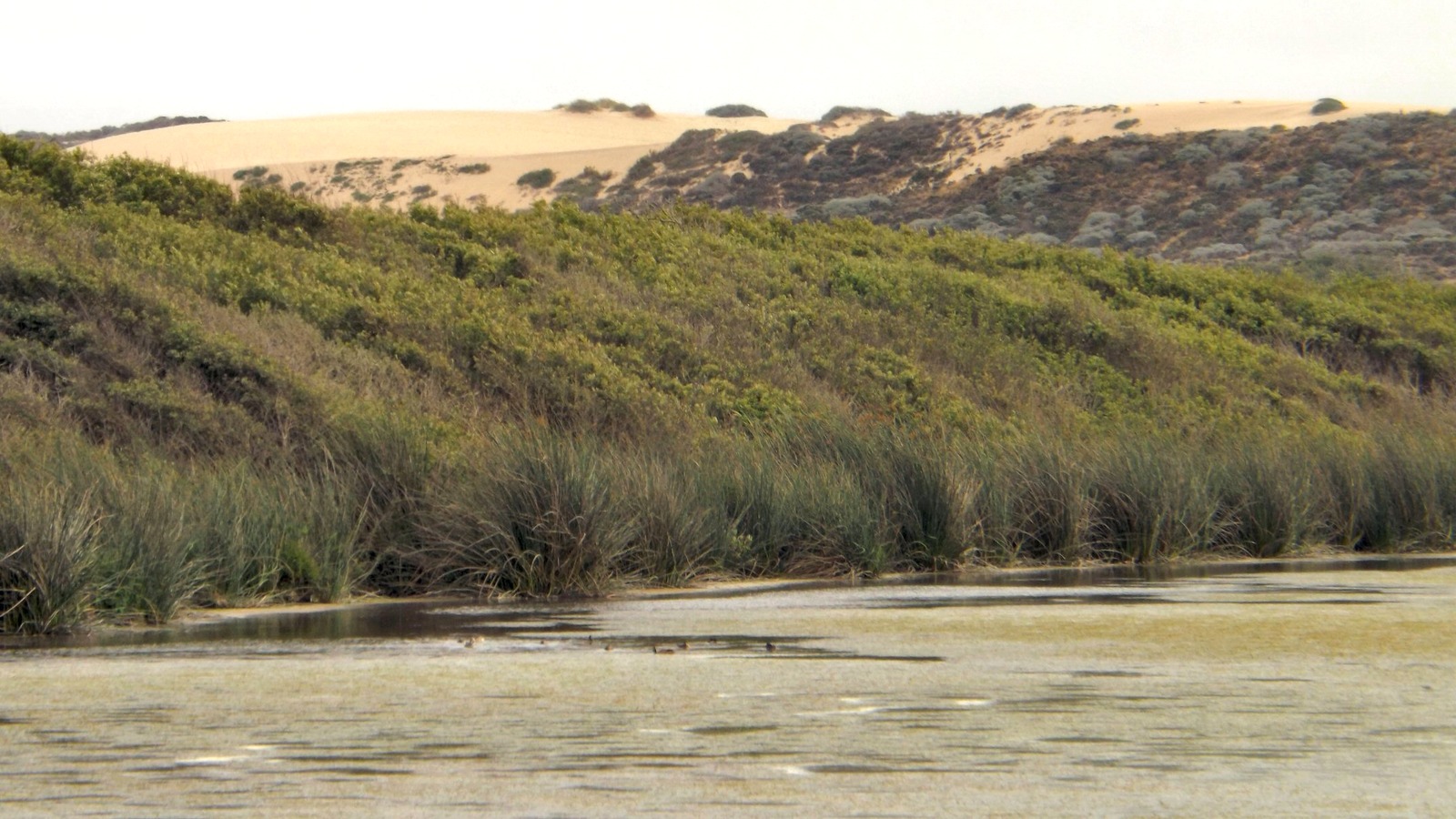 Oso Flaco Lake and its wetland habitat