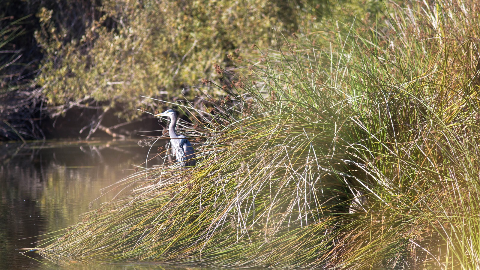 A great blue heron in Pismo State Beach habitat