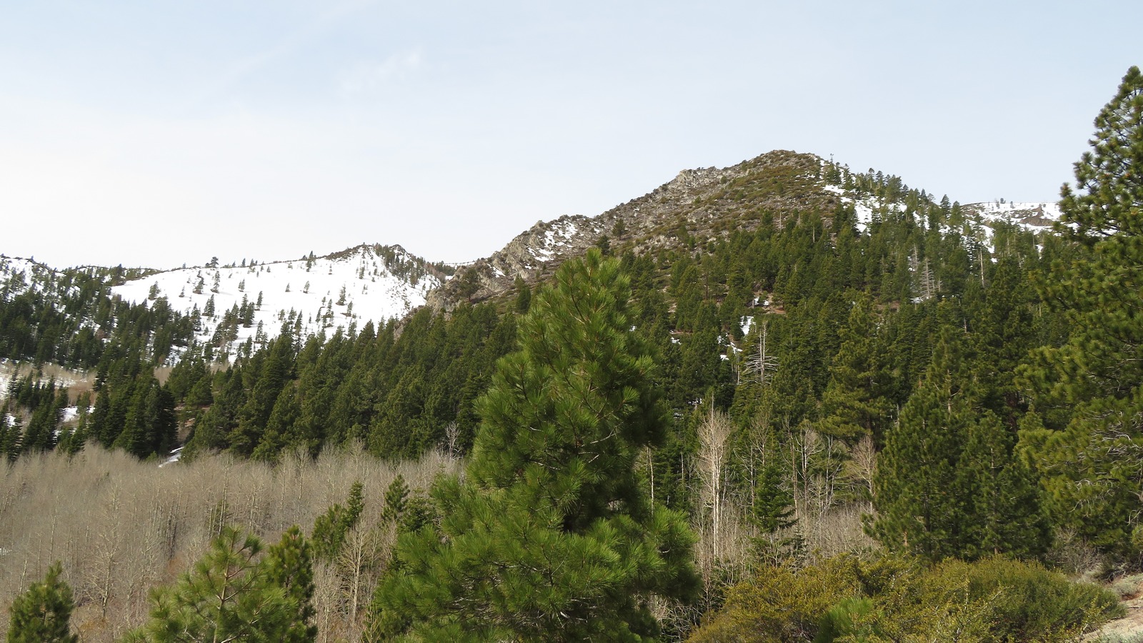 Forest trail at Galena Creek Regional Park near Reno