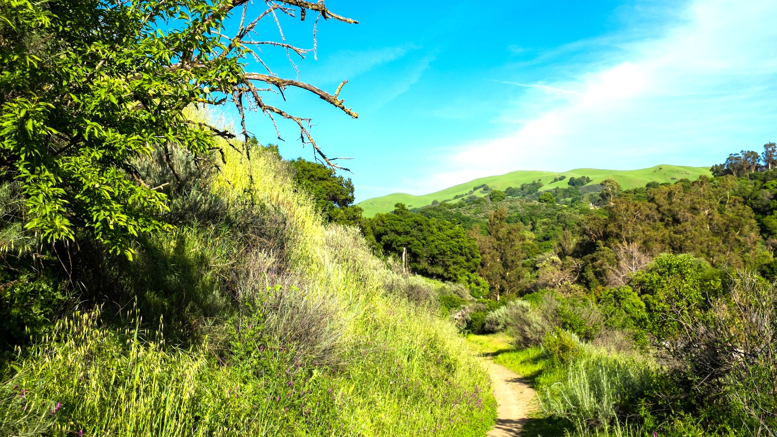 Trail and landscape at Alum Rock Park in San Jose